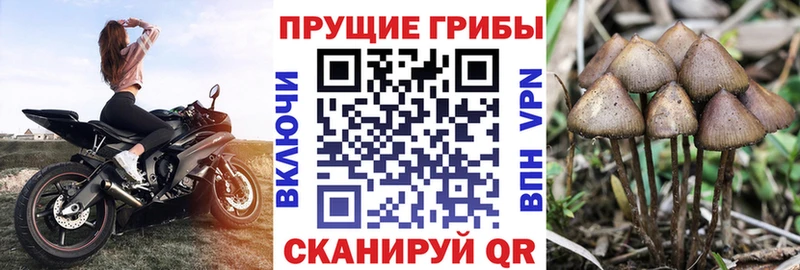Псилоцибиновые грибы Psilocybe  мега как зайти  Каневская 